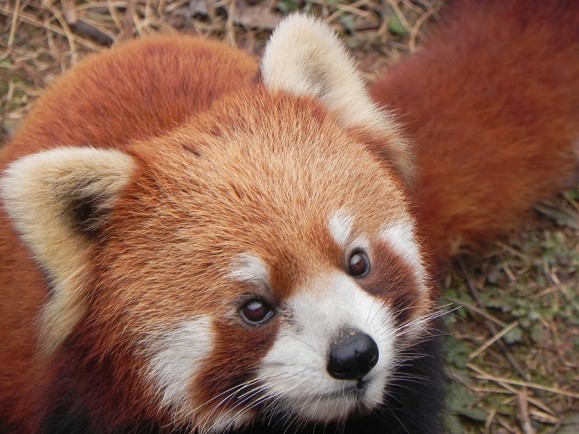 Nato Un Panda Rosso Nel Parco Natura Viva Gardapost