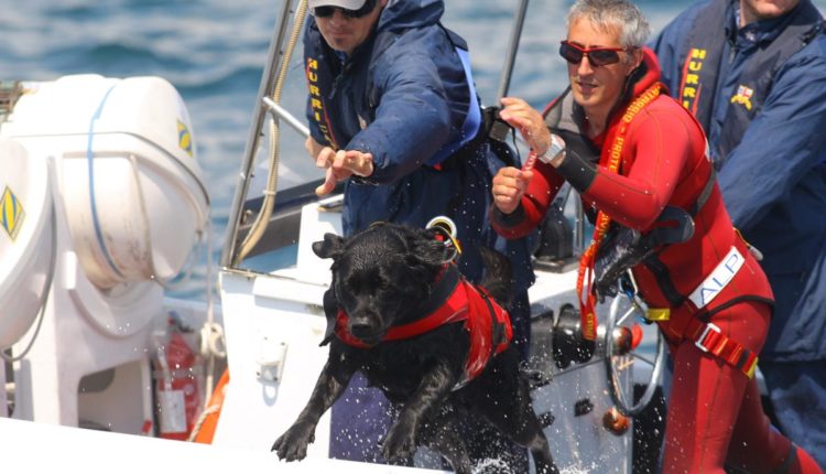 cane da salvataggio