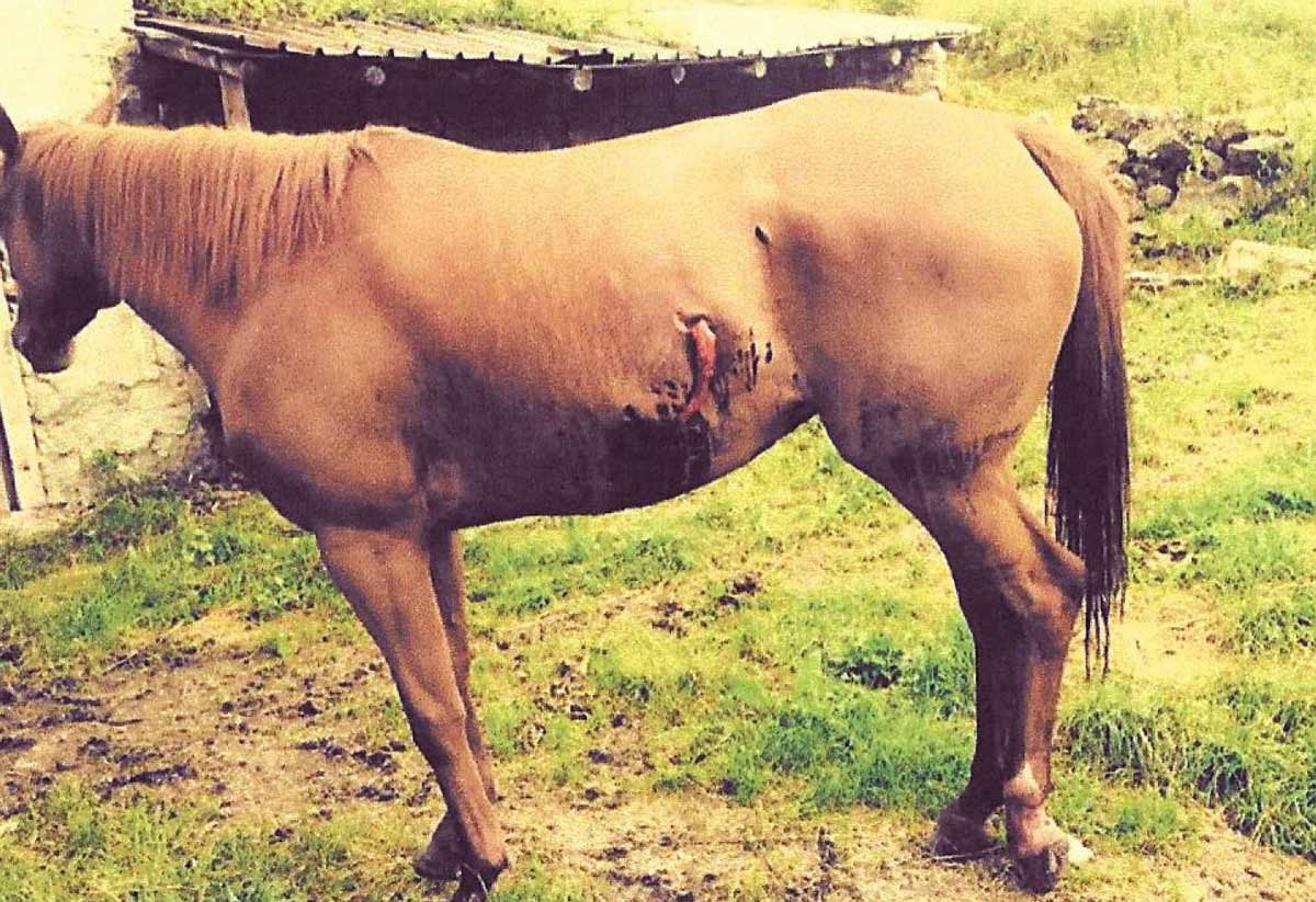 cavallo ferito