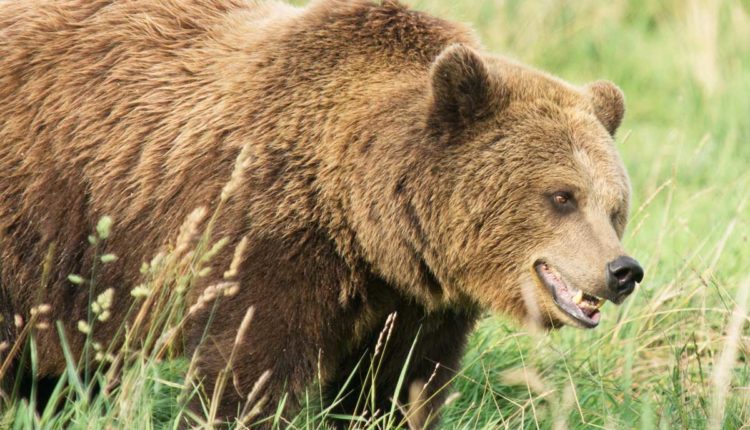 orso bruno