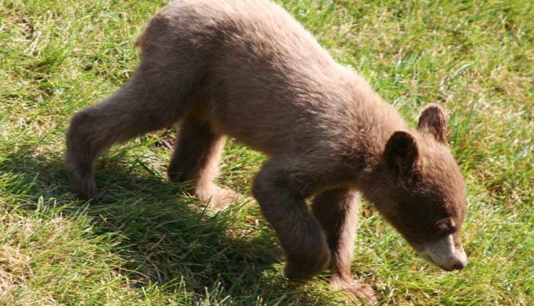 orso bruno