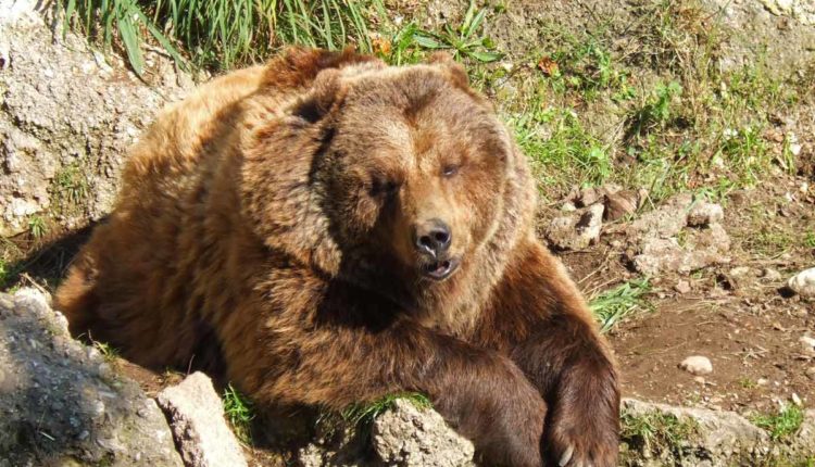 orso