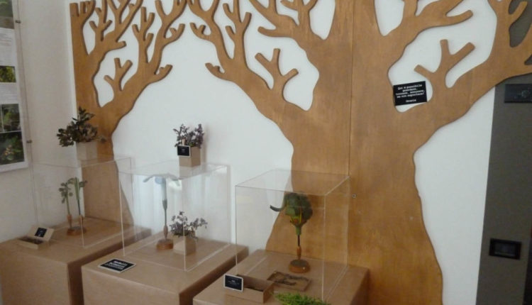 la stagione degli alberi