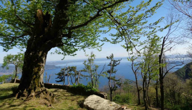 bosco delle emozioni