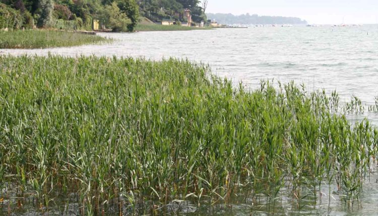Canneti Padenghe