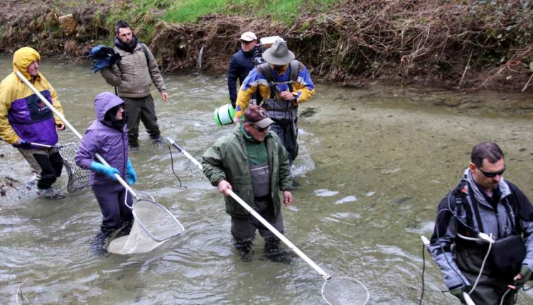 trota elettropesca