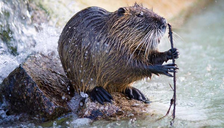 nutria