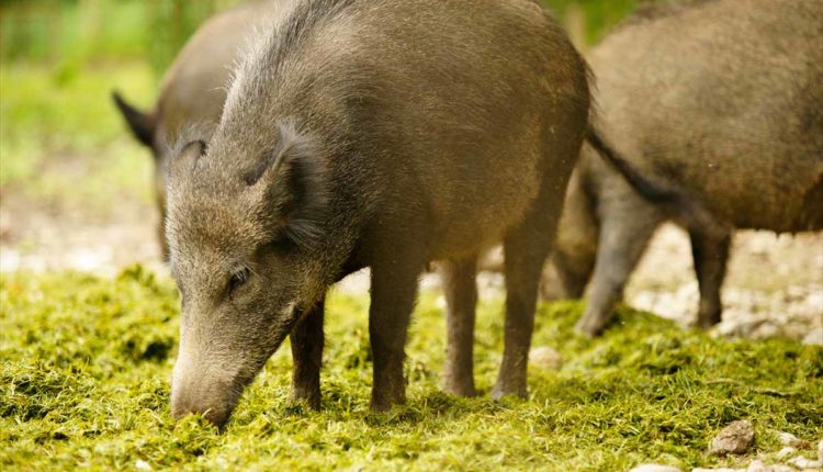 cinghiale