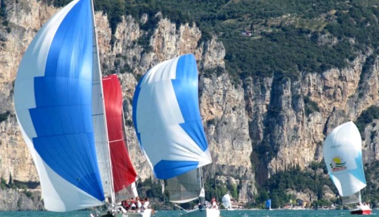 dolphin 81