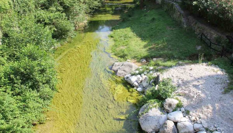 Fiume Toscolano alghe