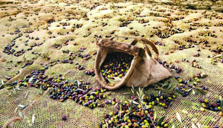 raccolta olive