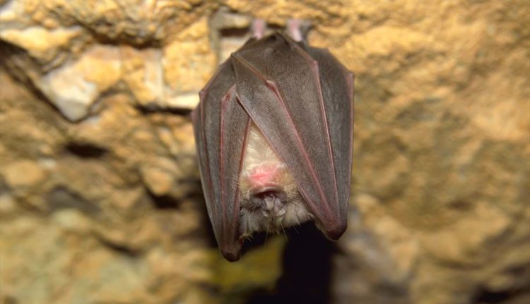 pipistrello