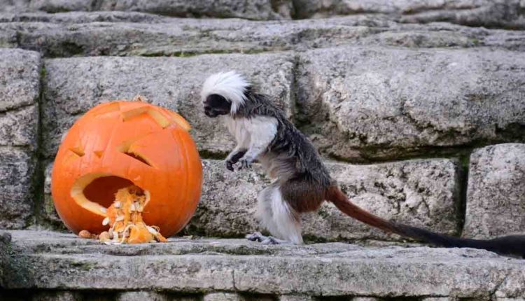 Tamarina Halloween