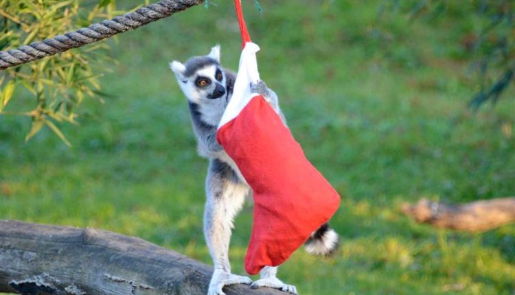 lemure Natale Parco Natura Viva