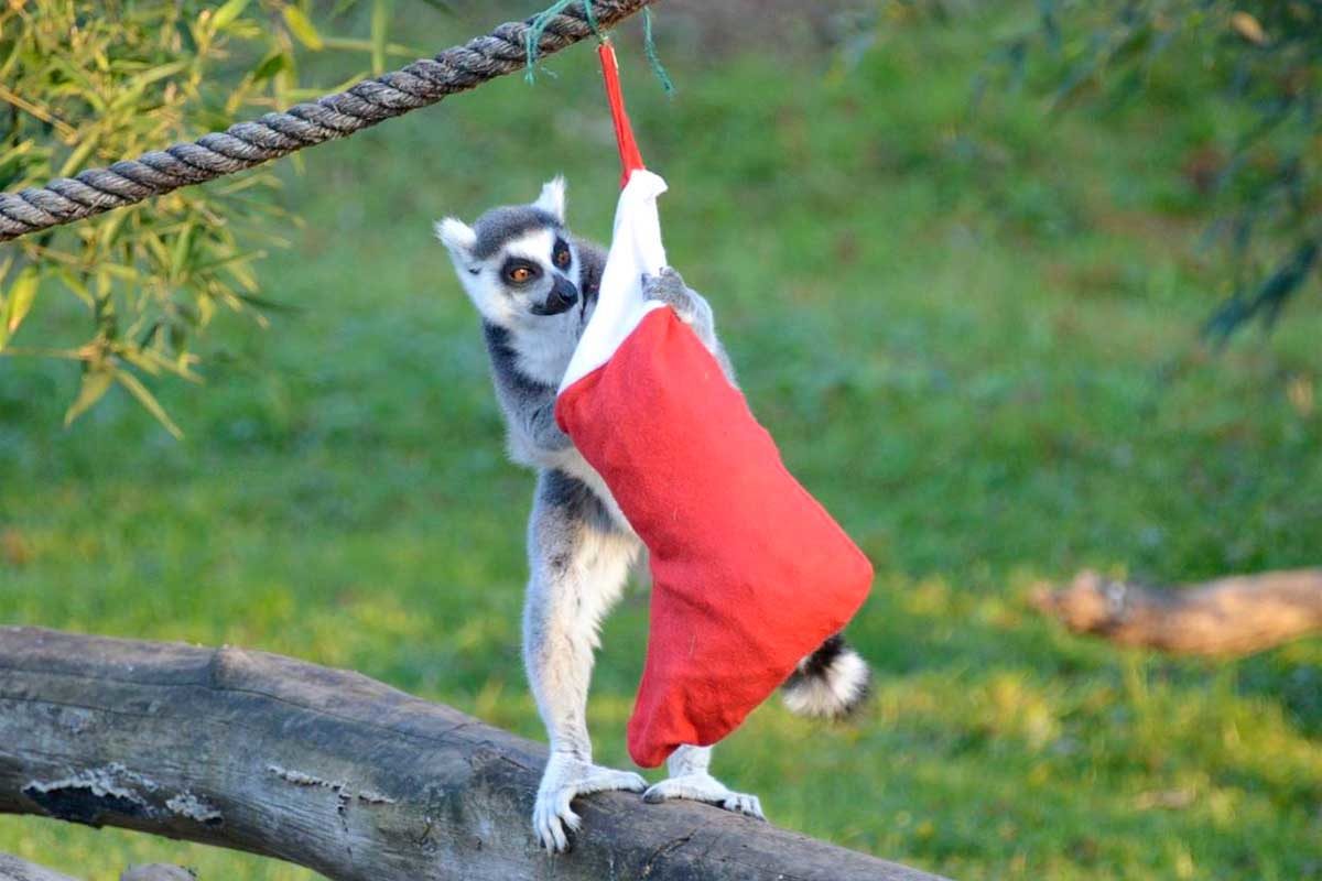 lemure Natale Parco Natura Viva