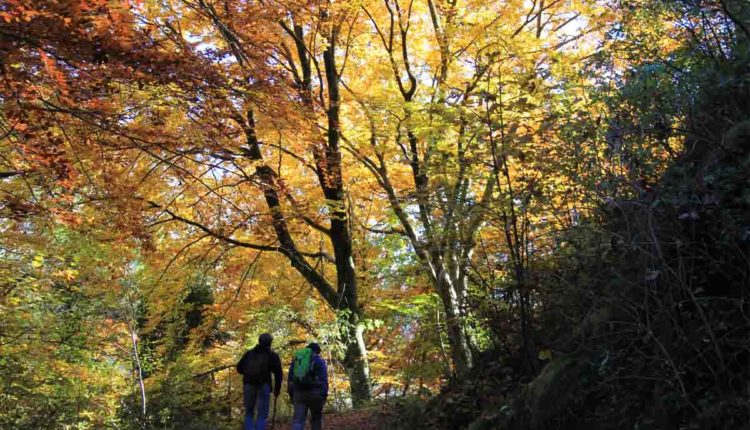 escursionisti autunno bosco foreste