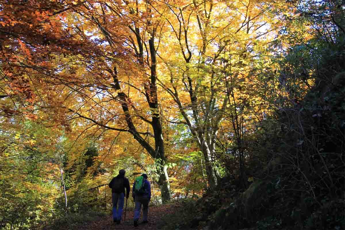 escursionisti autunno bosco foreste
