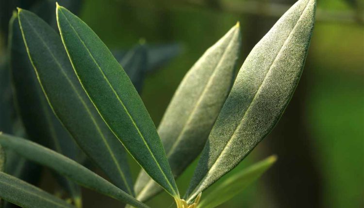 olivo oliva ulivo