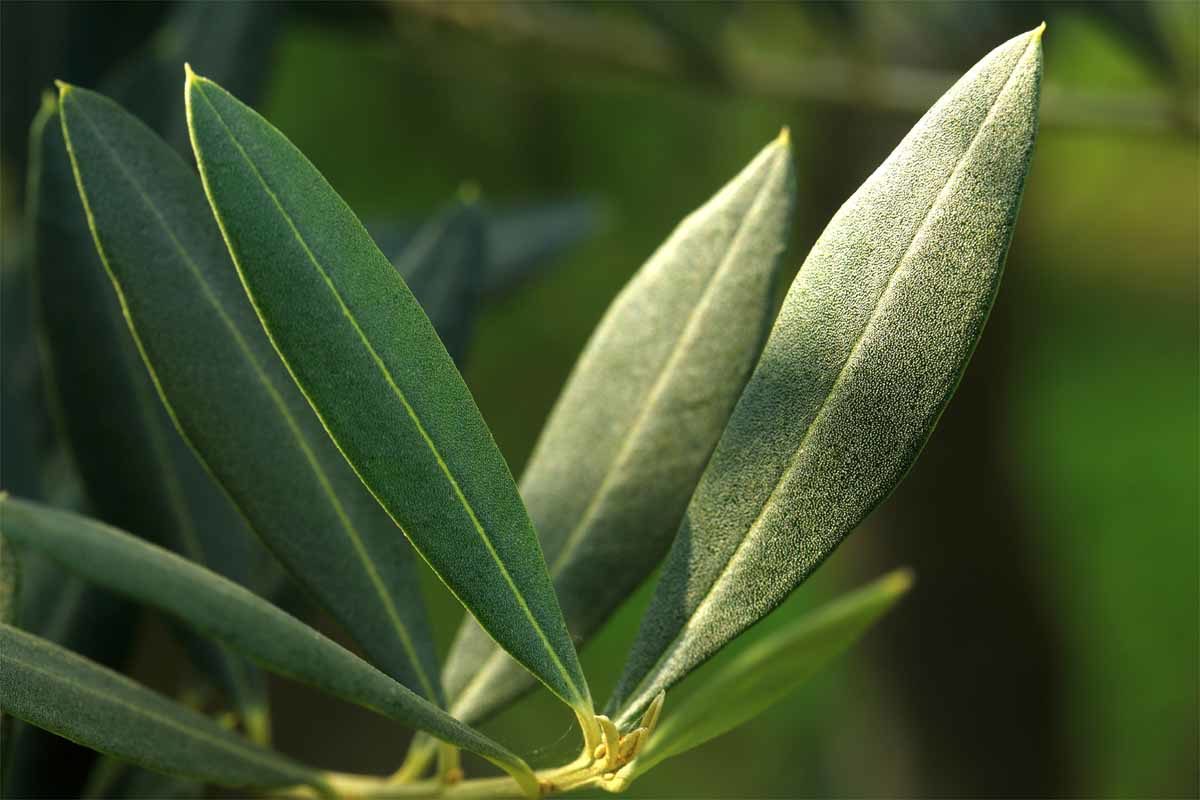 olivo oliva ulivo