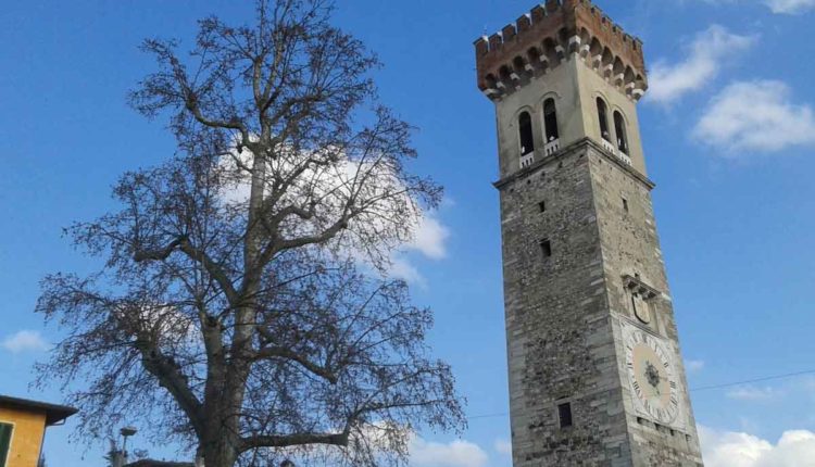 albero monumentale lonato