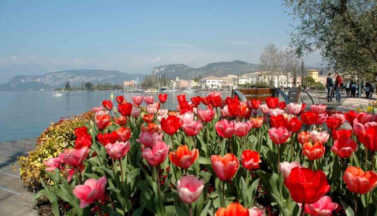 bardolino tulipani