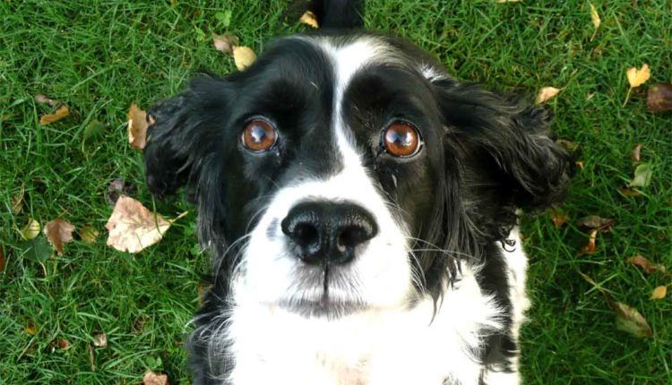 cane