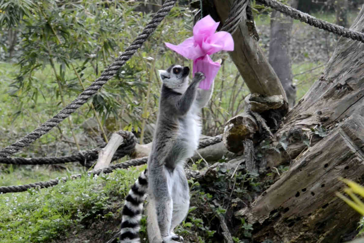 Lemuri Catta Pasqua