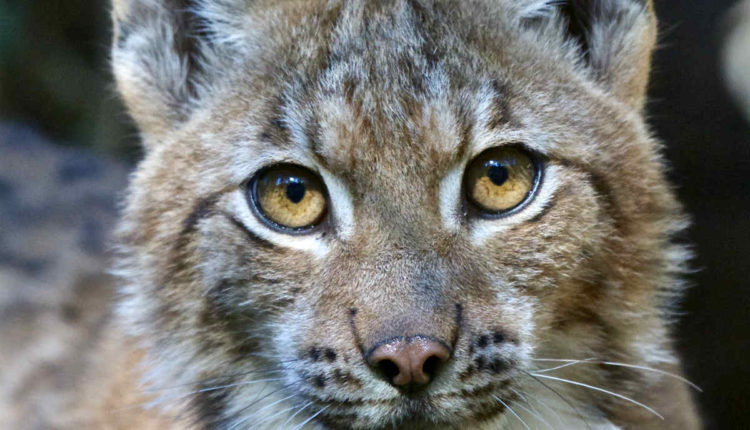 lince