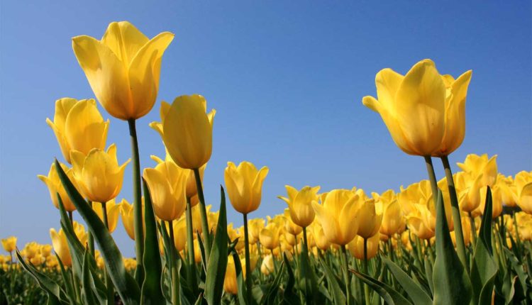 tulipani