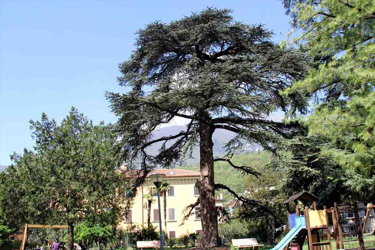 cedro del libano parco Bernini