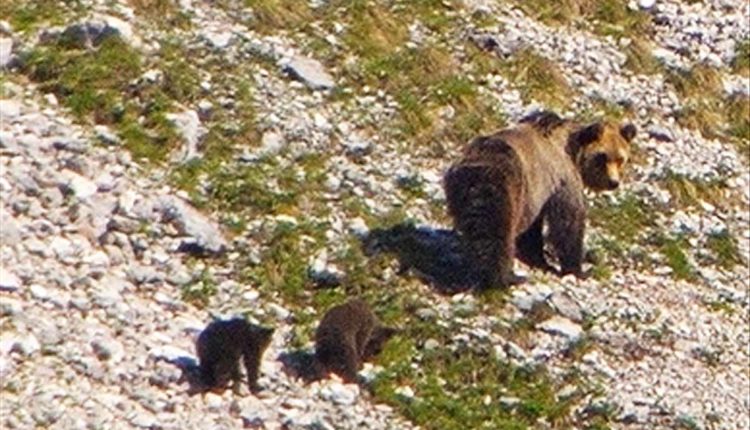 orso orsi sul Brenta foto Massimo Vettorazzi
