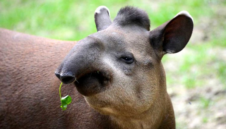 tapiro