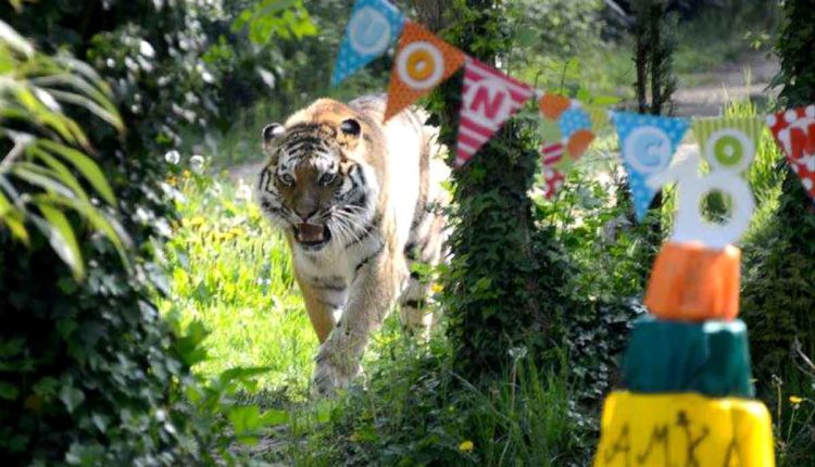 tigre siberiana parco natura viva