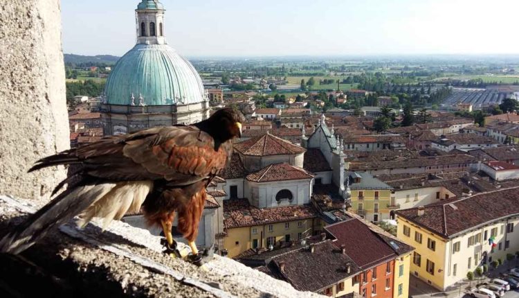 Bird Control Lonato