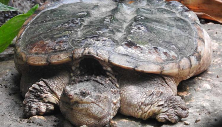 tartaruga azzannatrice
