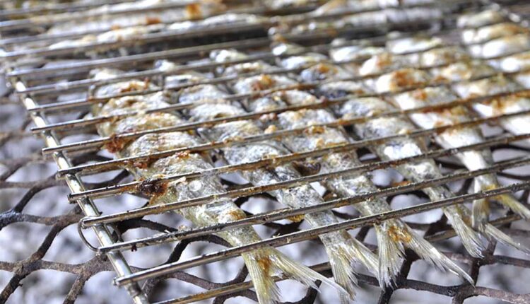 sardine