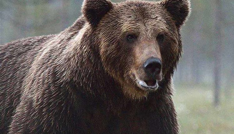 orso bruno