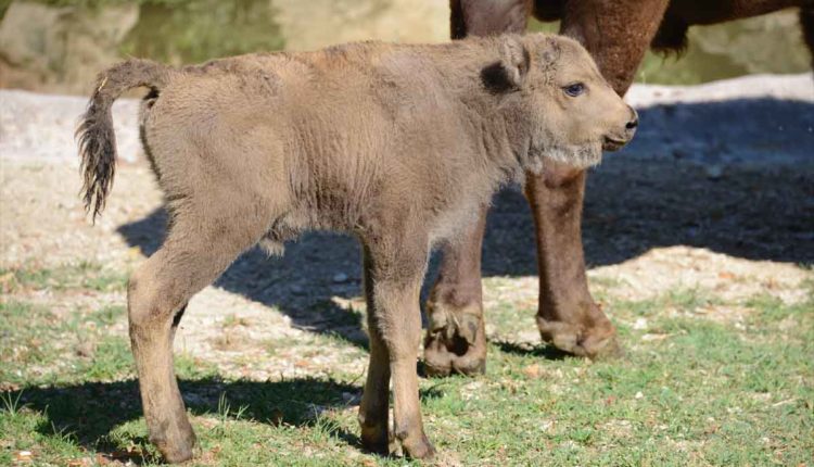 bisonte parco natura viva