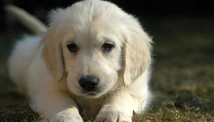 cane golden retriever