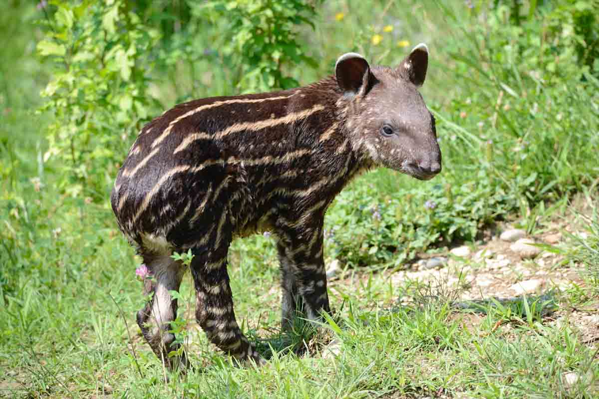 tapiro parco natura viva