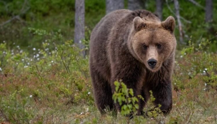 orso