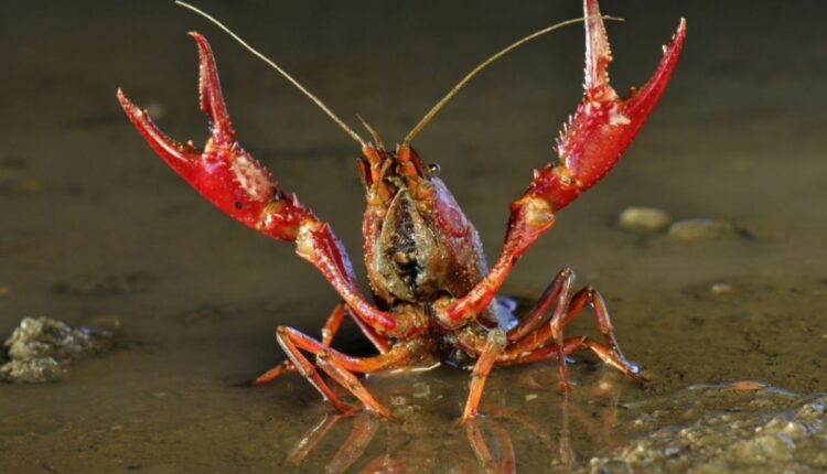 Il gambero della Louisiana