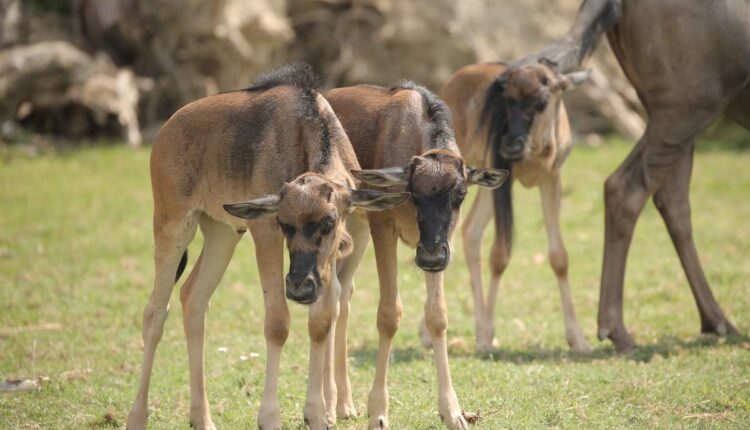 gnu al Parco Natura Viva
