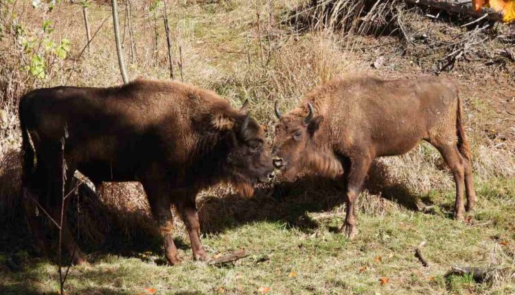 bisonti europei Eracle e Lilibet