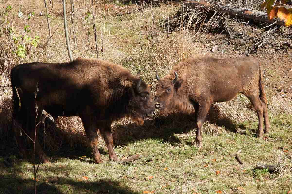 bisonti europei Eracle e Lilibet