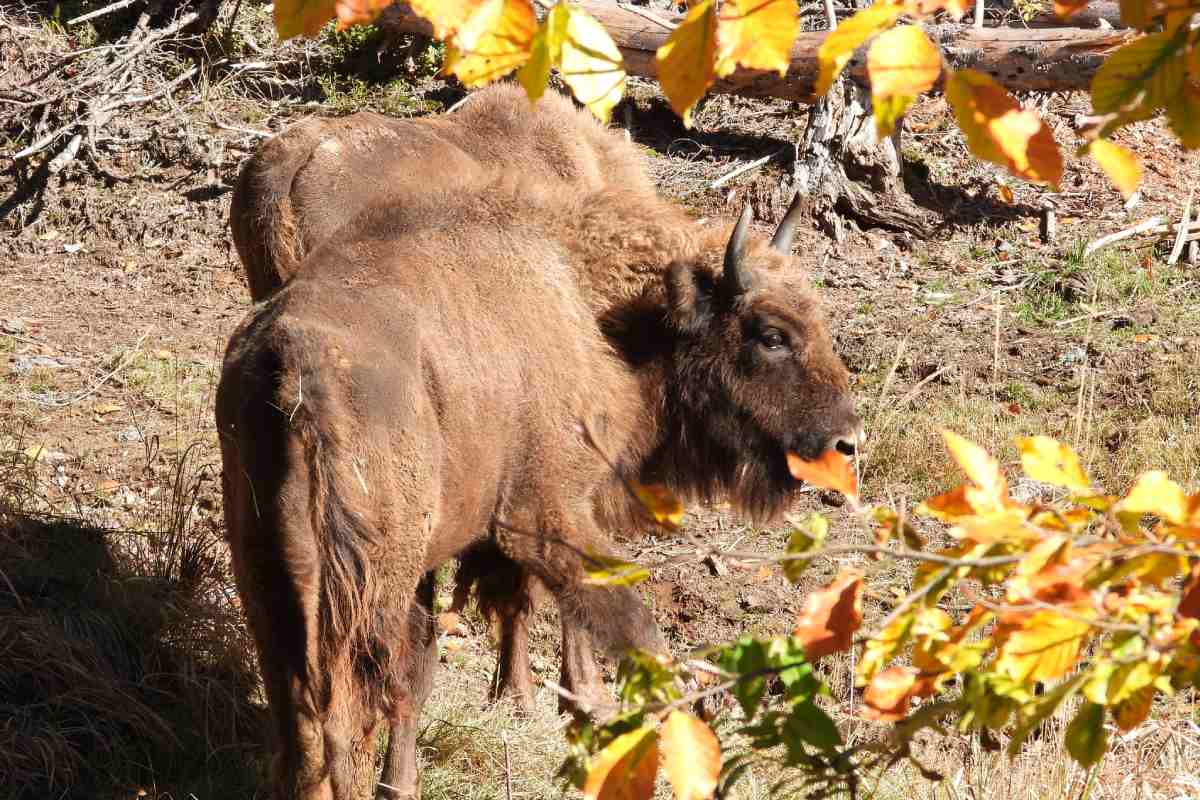 bisonti europei Eracle e Lilibet