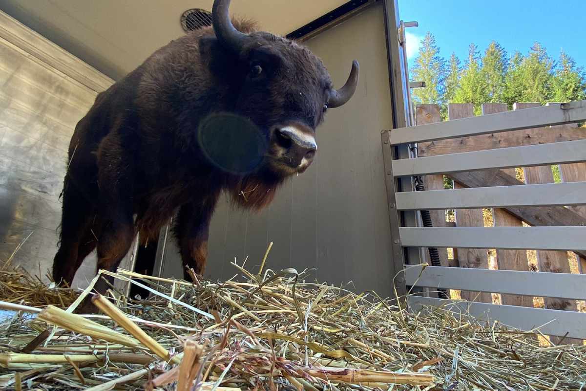 bisonte europeo