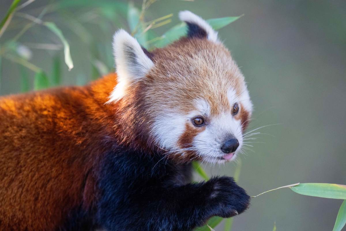 Panda rosso al Parco Natura Viva