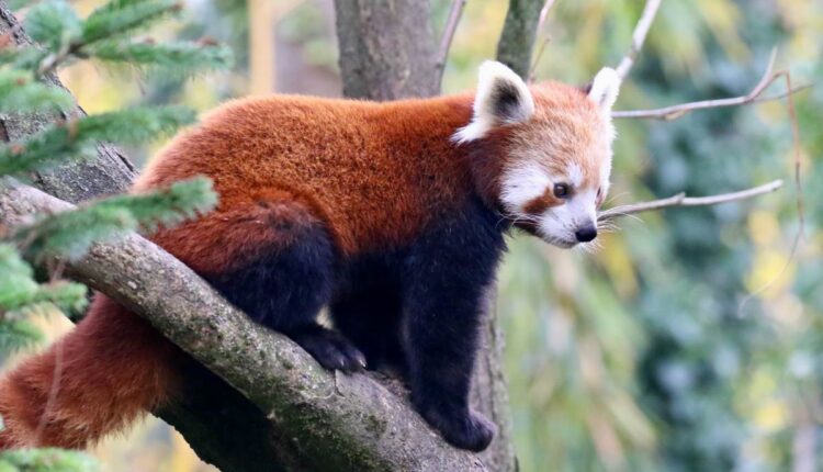 Panda rosso al Parco Natura Viva
