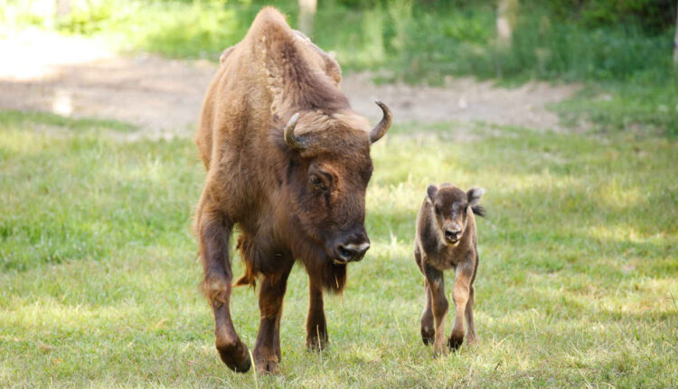 bisonte europeo